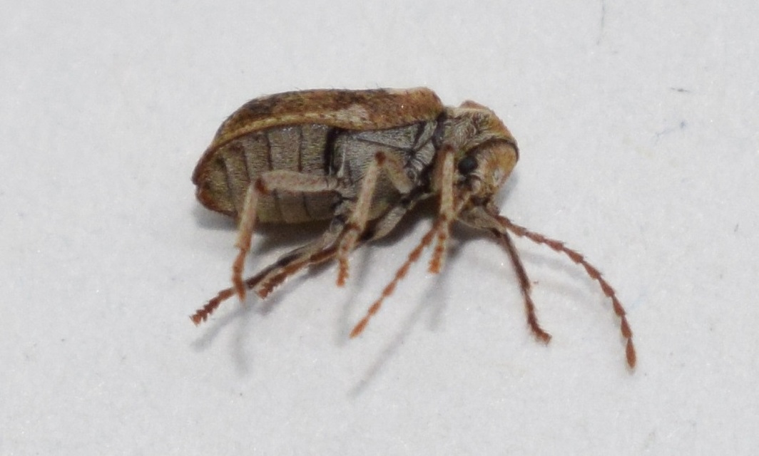 Ptinomorphus imperialis - díszes álszú
