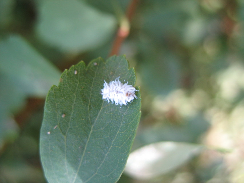 Cryptolaemus montrouzieri