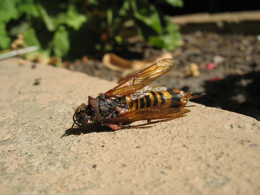 Tremex fuscicornis - sárgagyűrűs fadarázs