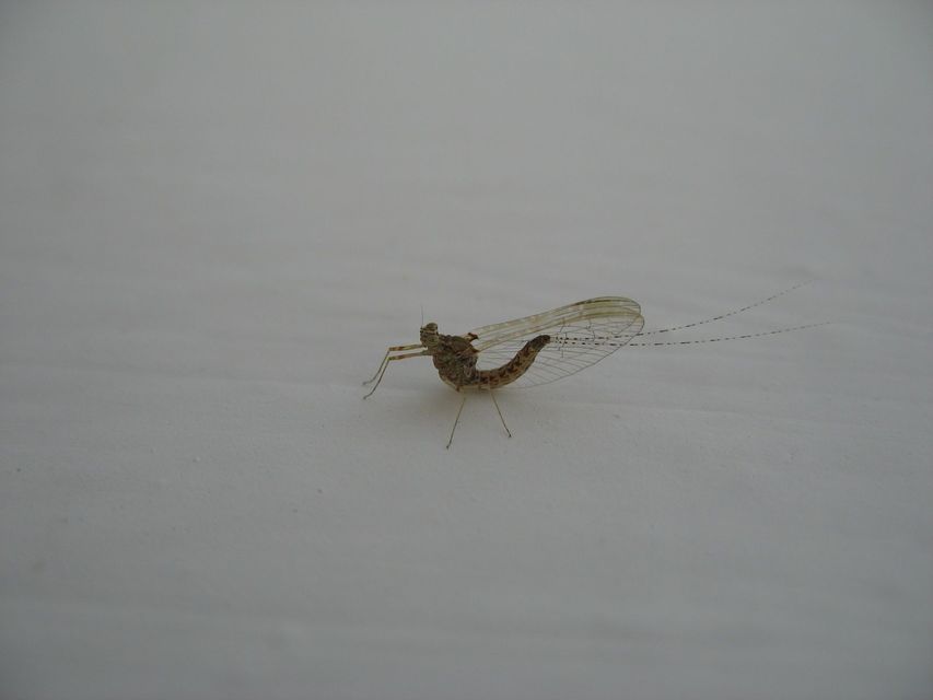Cloeon dipterum - elevenszülő kérész
