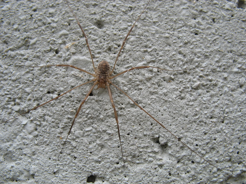 Opilio