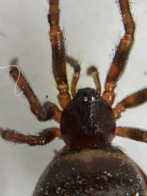 Steatoda bipunctata - kétpettyes faggyúpók