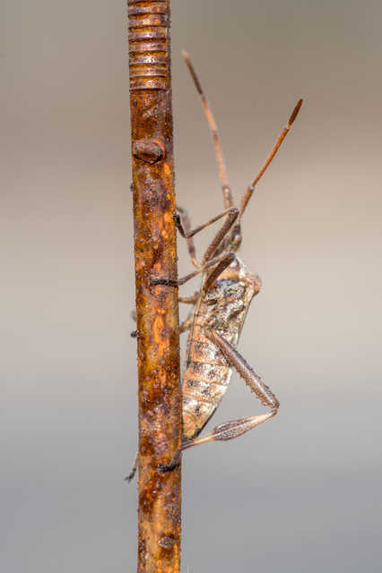 Leptoglossus occidentalis - nyugati levéllábú poloska