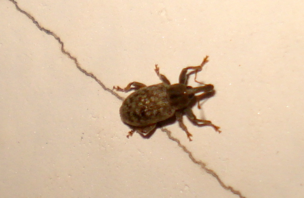 Dorytomus