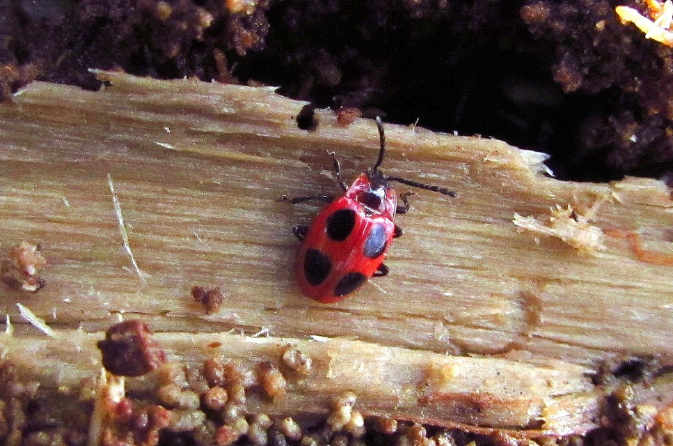 Endomychus coccineus - négypettyes álböde