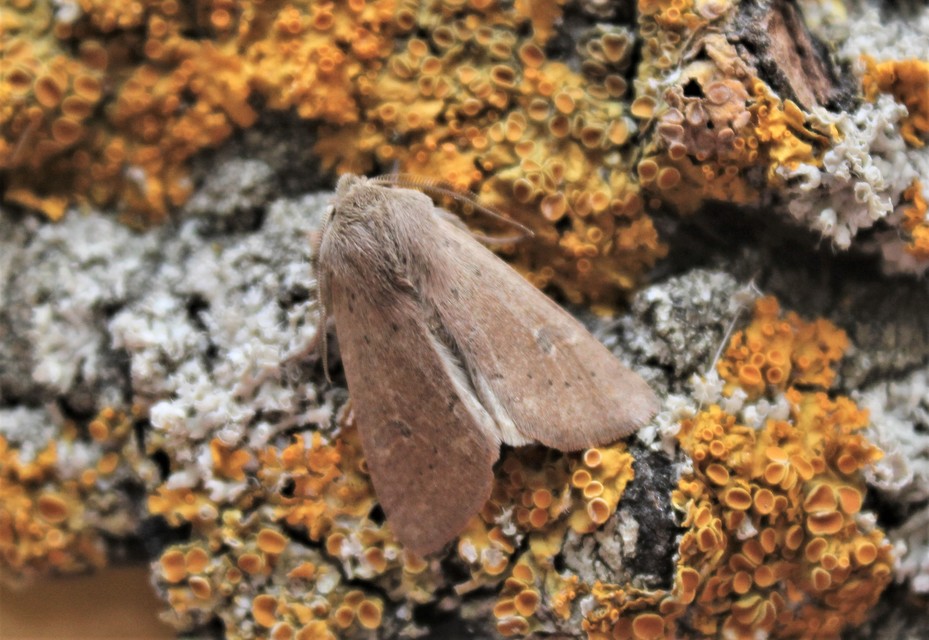 Orthosia cruda - kis barkabagoly