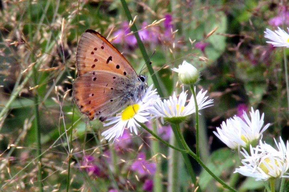 Lycaena virgaureae - arany-tűzlepke
