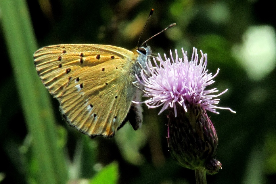 Lycaena virgaureae - arany-tűzlepke