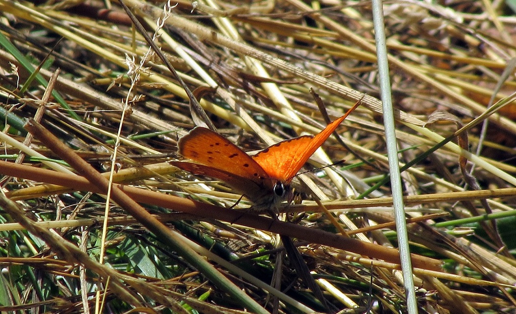 Lycaena virgaureae - arany-tűzlepke