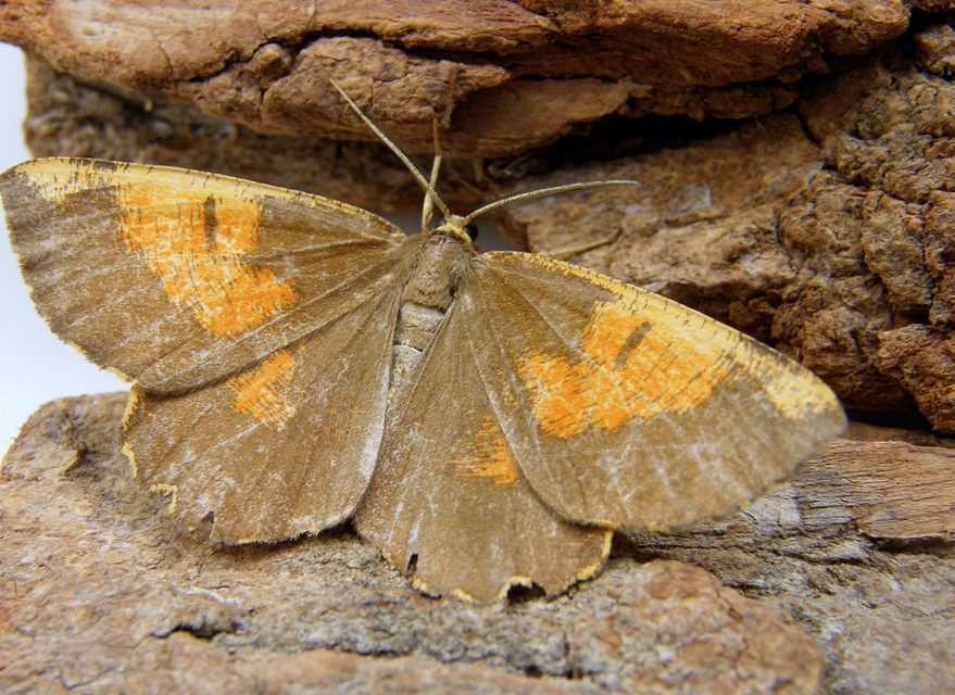 Angerona prunaria - sárga kökényaraszoló