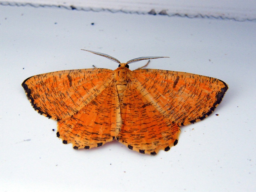 Angerona prunaria - sárga kökényaraszoló