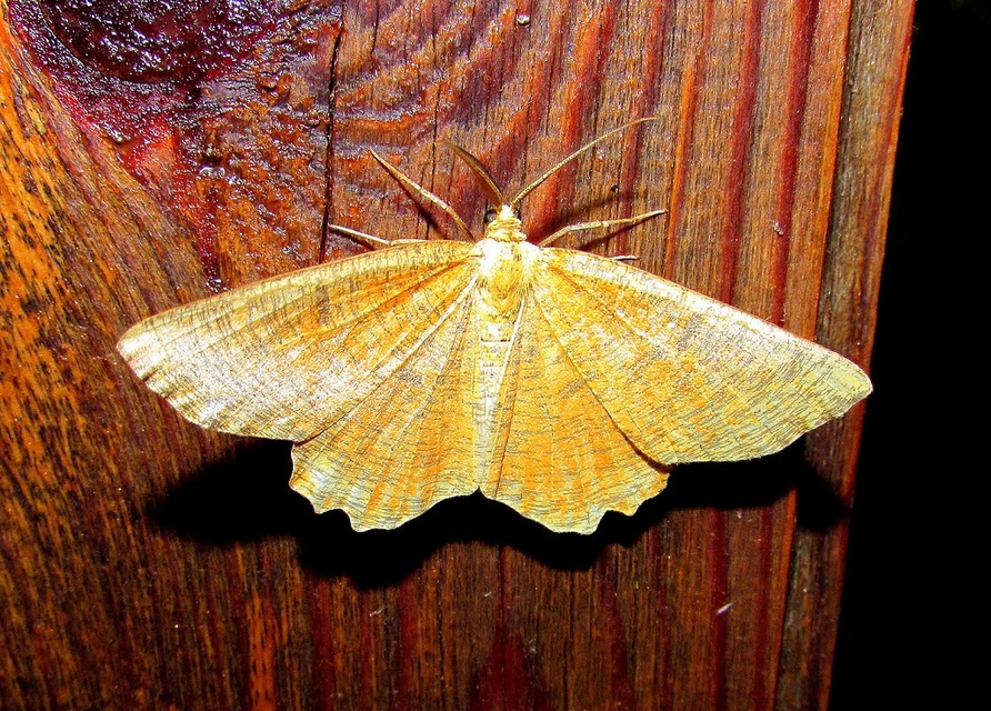 Angerona prunaria - sárga kökényaraszoló