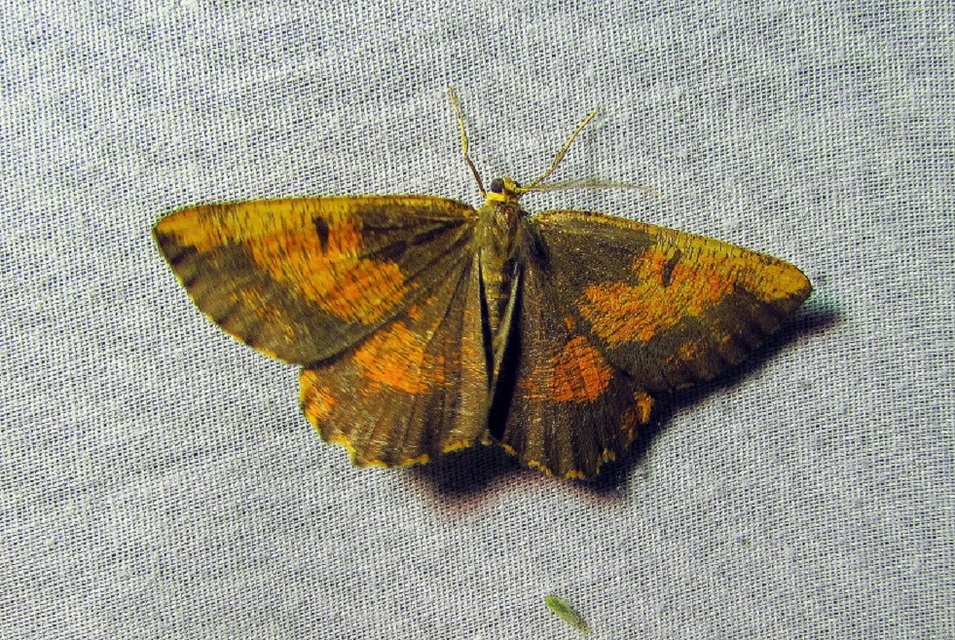 Angerona prunaria - sárga kökényaraszoló