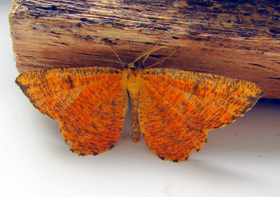 Angerona prunaria - sárga kökényaraszoló
