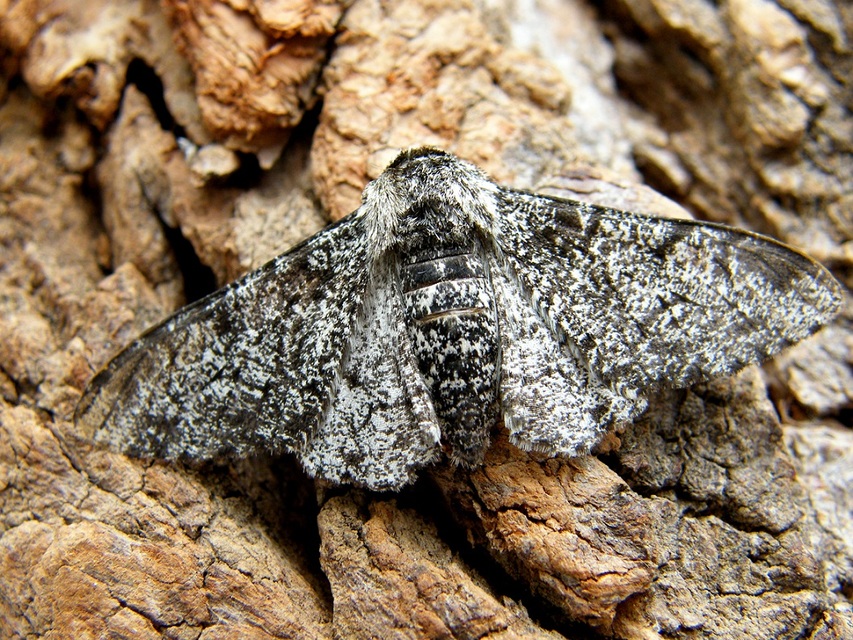 Biston betularia - szürkepettyes araszoló