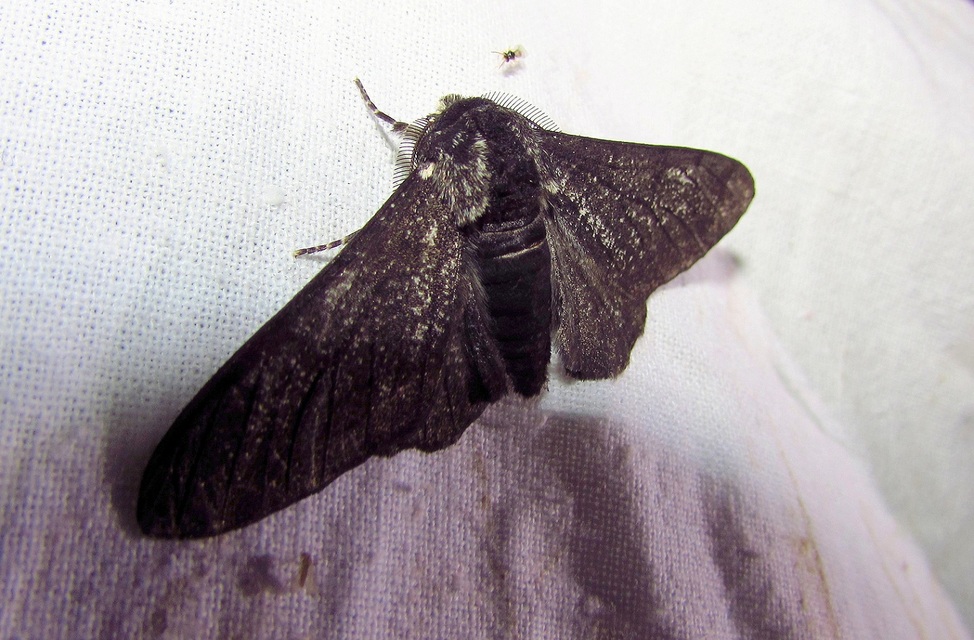 Biston betularia - szürkepettyes araszoló