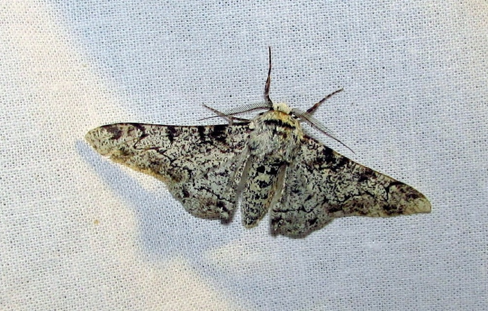 Biston betularia - szürkepettyes araszoló