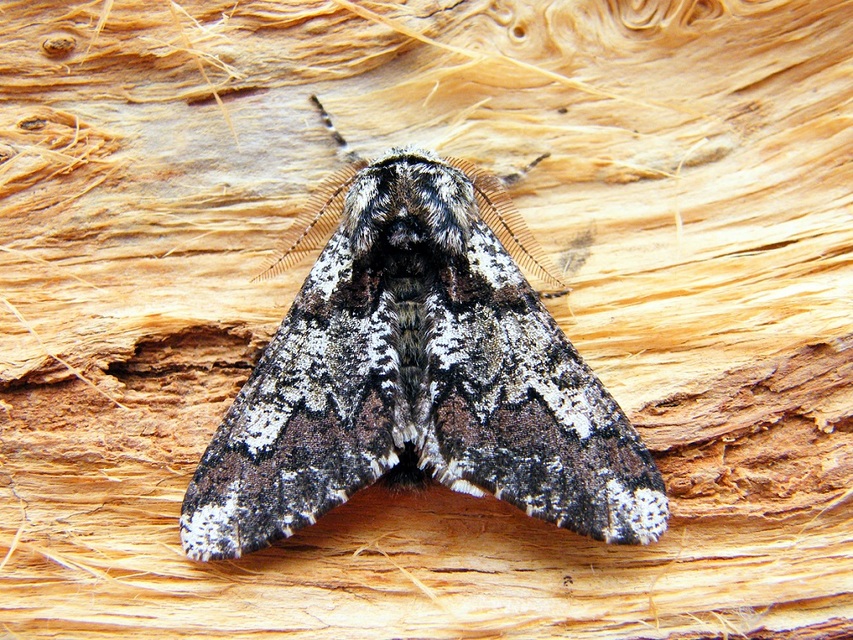 Biston strataria - barnapettyes araszoló