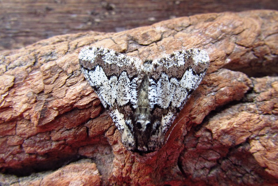 Biston strataria - barnapettyes araszoló