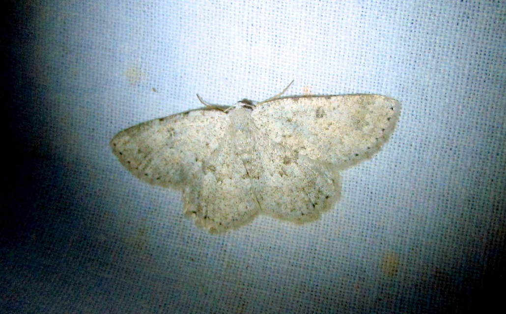 Charissa pullata - mészkőszikla-araszoló