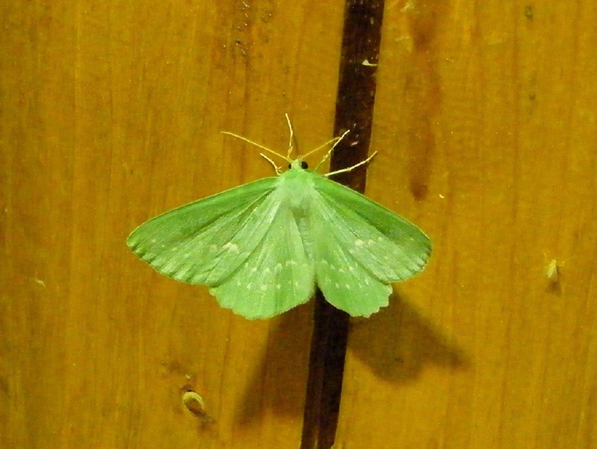 Geometra papilionaria - nagy zöldaraszoló