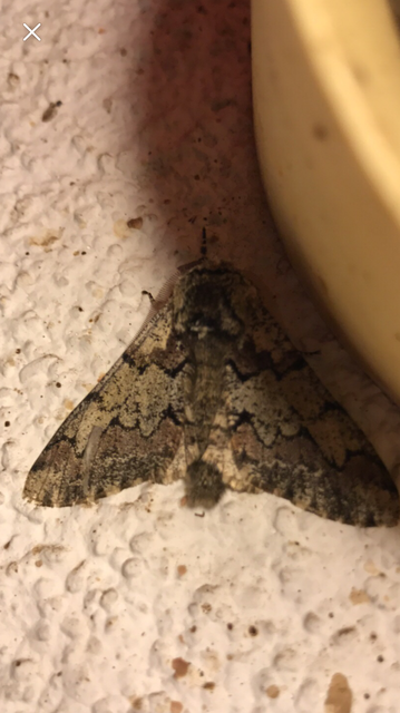 Biston strataria - barnapettyes araszoló