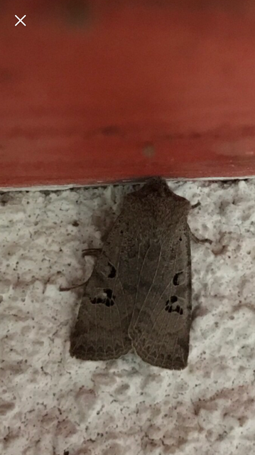 Conistra rubiginosa - szürke télibagoly