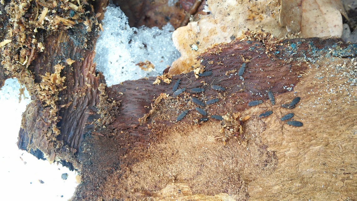 Uleiota planatus - hosszúcsápú fogasnyakú-lapbogár