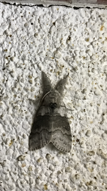 Calliteara pudibunda - hamvasszövő