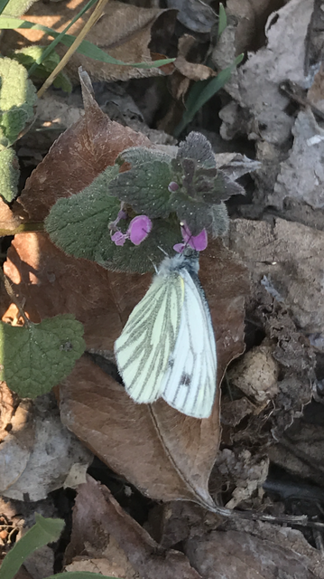 Pieris napi - repcelepke