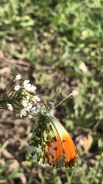 Anthocharis cardamines - hajnalpírlepke