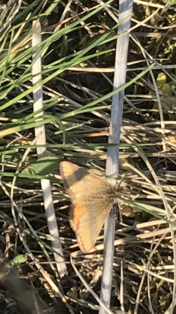 Lythria cruentaria - bíborcsíkos araszoló
