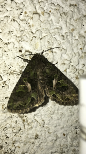Trachea atriplicis - nyári zöldbagoly