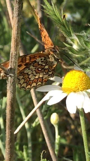 Melitaea phoebe - nagy tarkalepke