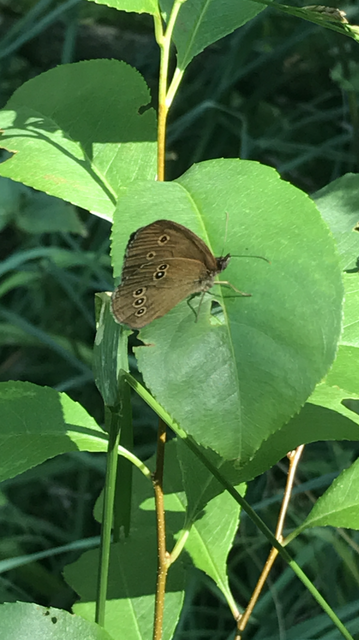 Aphantopus hyperanthus - közönséges ökörszemlepke