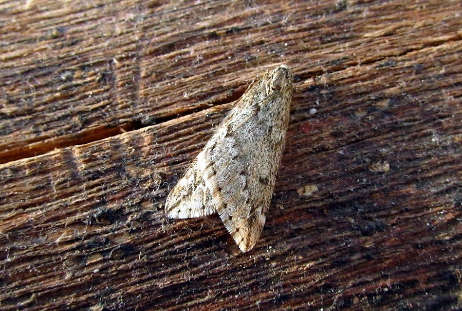 Alsophila aescularia - vadgesztenye-araszoló