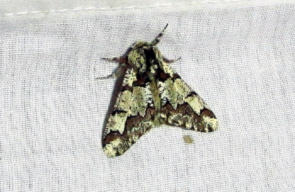 Biston strataria - barnapettyes araszoló
