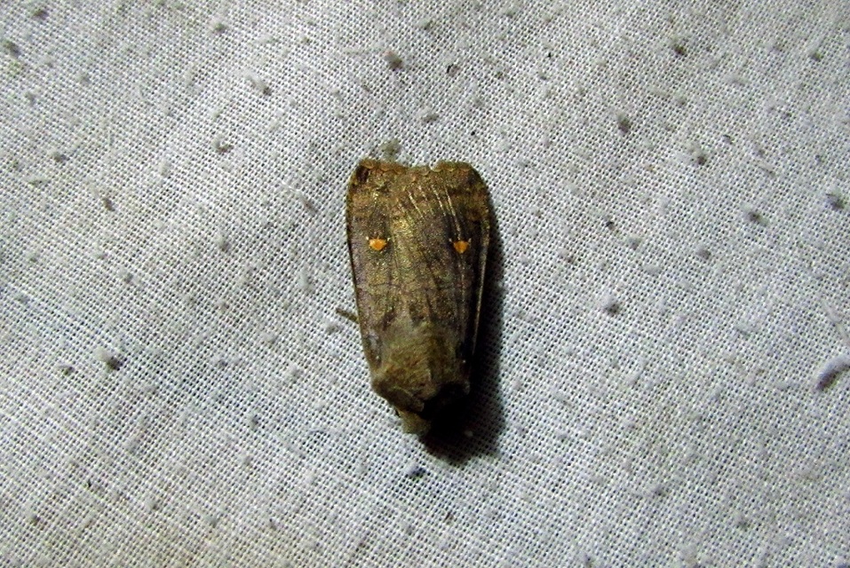Eupsilia transversa - holdacskás télibagoly
