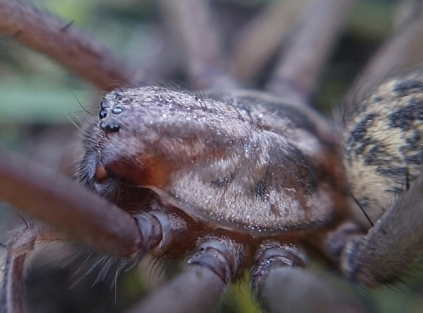 Eratigena atrica - nagy zugpók