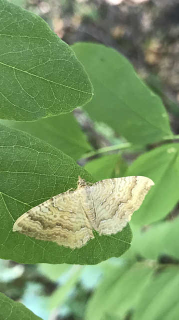 Camptogramma bilineata - kétvonalas sávosaraszoló
