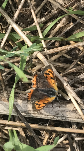 Lycaena phlaeas - közönséges tűzlepke