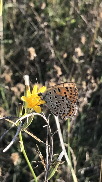 Lycaena tityrus - barna tűzlepke