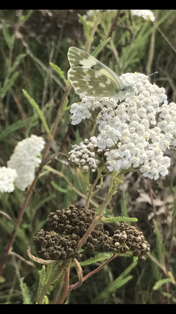 Pontia edusa - rezedalepke