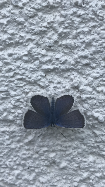 Plebejus argus - ezüstös boglárka