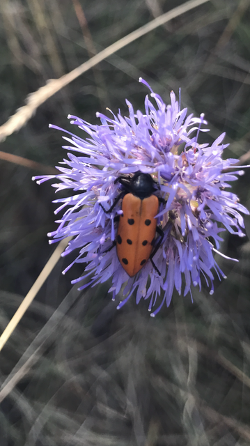 Mylabris crocata - pettyes hólyaghúzó Mylabris crocata - pettyes hólyaghúzó