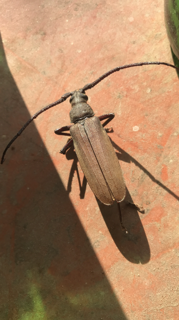 Aegosoma scabricorne - diófacincér