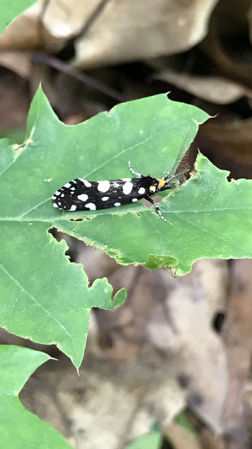 Euplocamus anthracinalis - fésűscsápú korhadékmoly