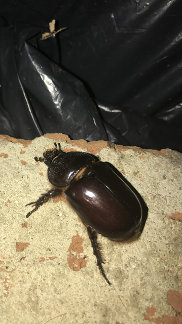 Oryctes nasicornis - orrszarvú bogár