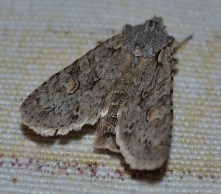 Lithophane ornitopus - közönséges fabagoly