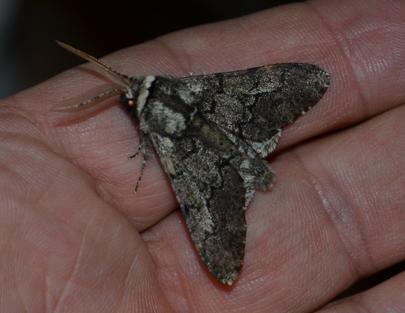 Biston strataria - barnapettyes araszoló